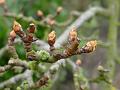 sm-2008-0220_1440_Pearbuds_2,7_C